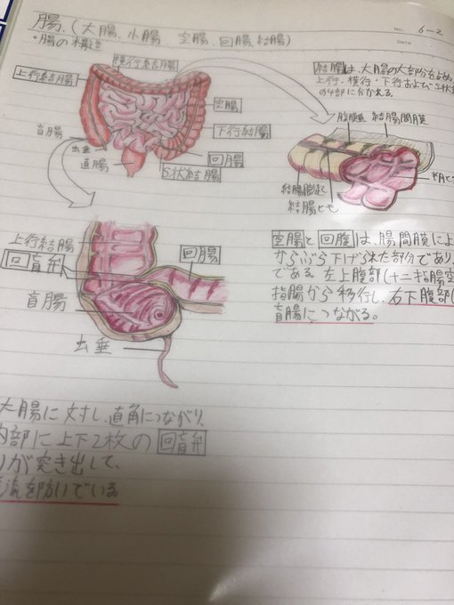 学生の頃の解剖レポート。
イラストレーターになる前は医療職でした。
この頃から絵を描いてたんだな〜。 