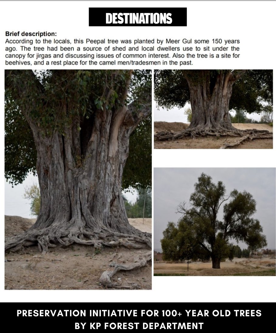 DestinationsPk's tweet photo. KP’s #forest department is carrying out surveys of 100+ year old trees, declaring them a natural heritage &amp; installing plagues with species name, age, other parameters with the purpose of preservation and advocacy. 
#DestinationspkDaily https://t.co/1aquVPOaEj