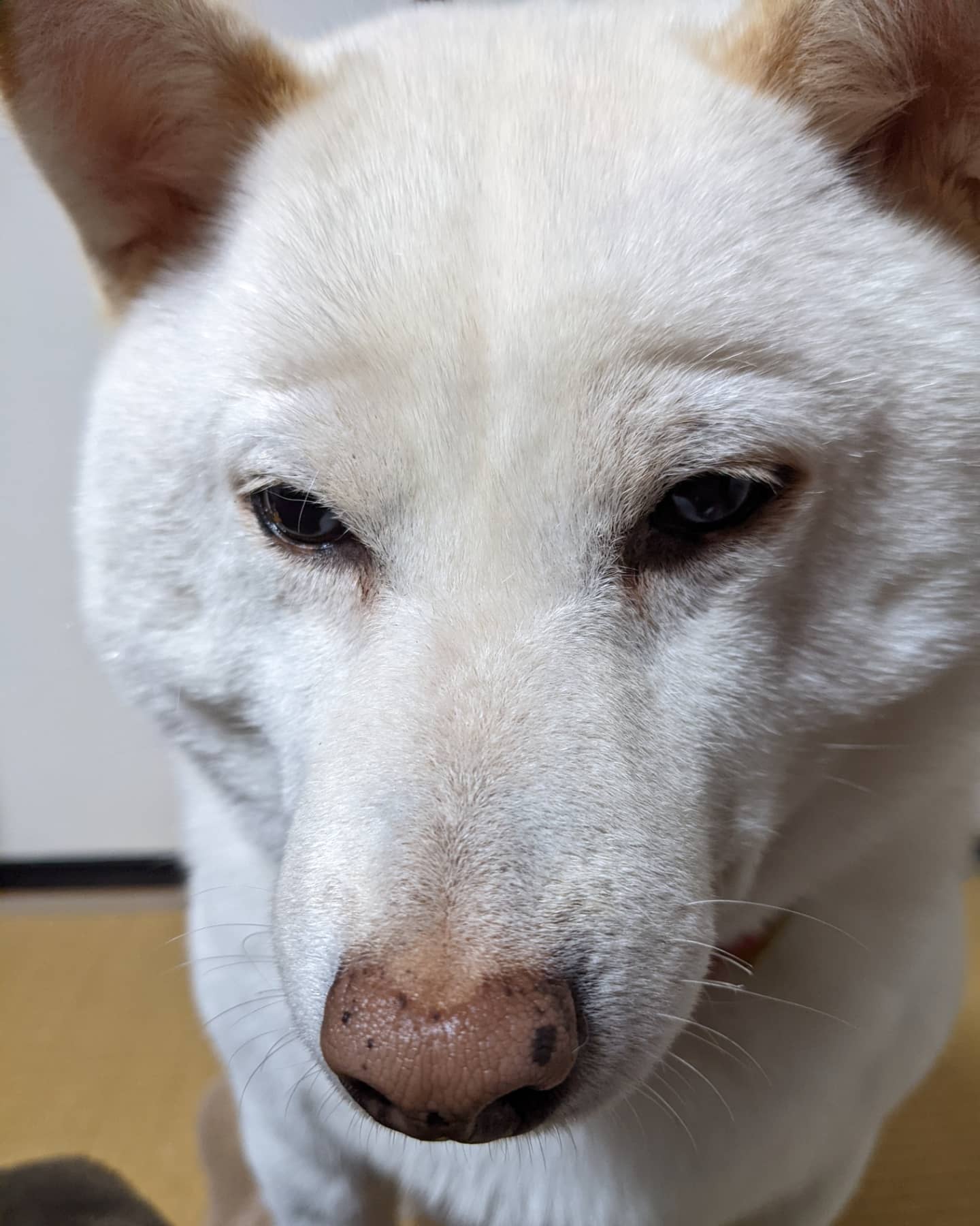 まゆげいぬ Twitter Search Twitter