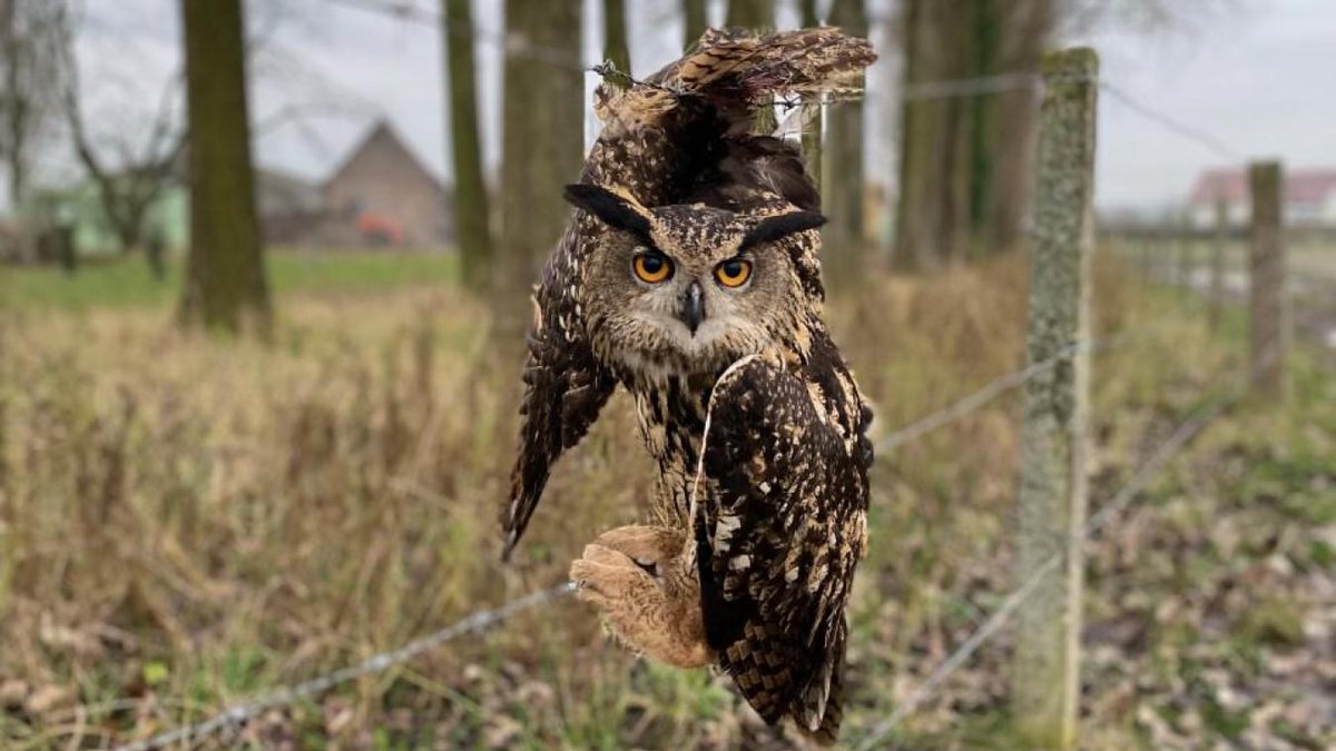 VDNDouai's tweet photo. Un Grand-duc d’Europe, rapace rare et protégé, sauvé à #Nomain des barbelés https://t.co/YkHuURRr49 https://t.co/TKHGPeJUOv