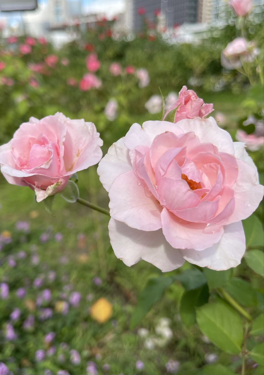iwa1122rose's tweet photo. 薔薇は「早春」🌹
( Rose Soshun )

素敵な夜を
温かくしてお過ごし下さい♪
Good Night my friends 💐
#Soshun
#早春 https://t.co/d7grG1SJv5