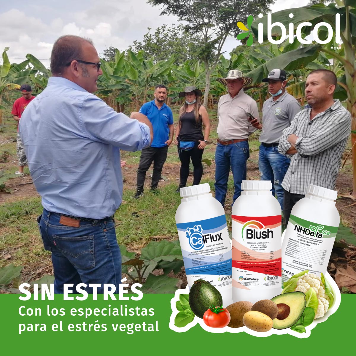 insumosibicol's tweet photo. Con lo especialistas #CalFlux #Blush #NHDelta. Contribuimos a reducir las pérdidas de cosecha por los efectos negativos que se dan en situaciones de estrés vegetal.
#Ibicol #Croper #Colombia #suelo #NHDelta #Calflux #Blush https://t.co/wr5LmVSPMs