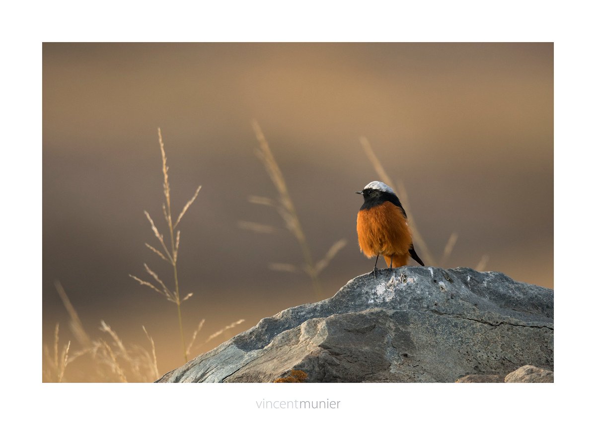 Vincent Munier tweet media
