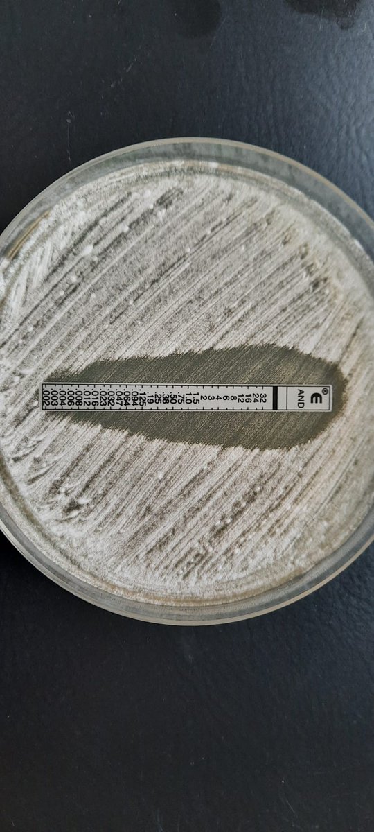 alex_muntean's tweet photo. Please, #IDtwitter, can I get some help? This is a A. terreus isolate, tested for anidulafungin. I am confounded by the 'background', which looks like residual growth, and which does not show up on itra, posa or caspo testing. Would you use to treat pulmonary necrotizing disease? https://t.co/vz444qSq0O