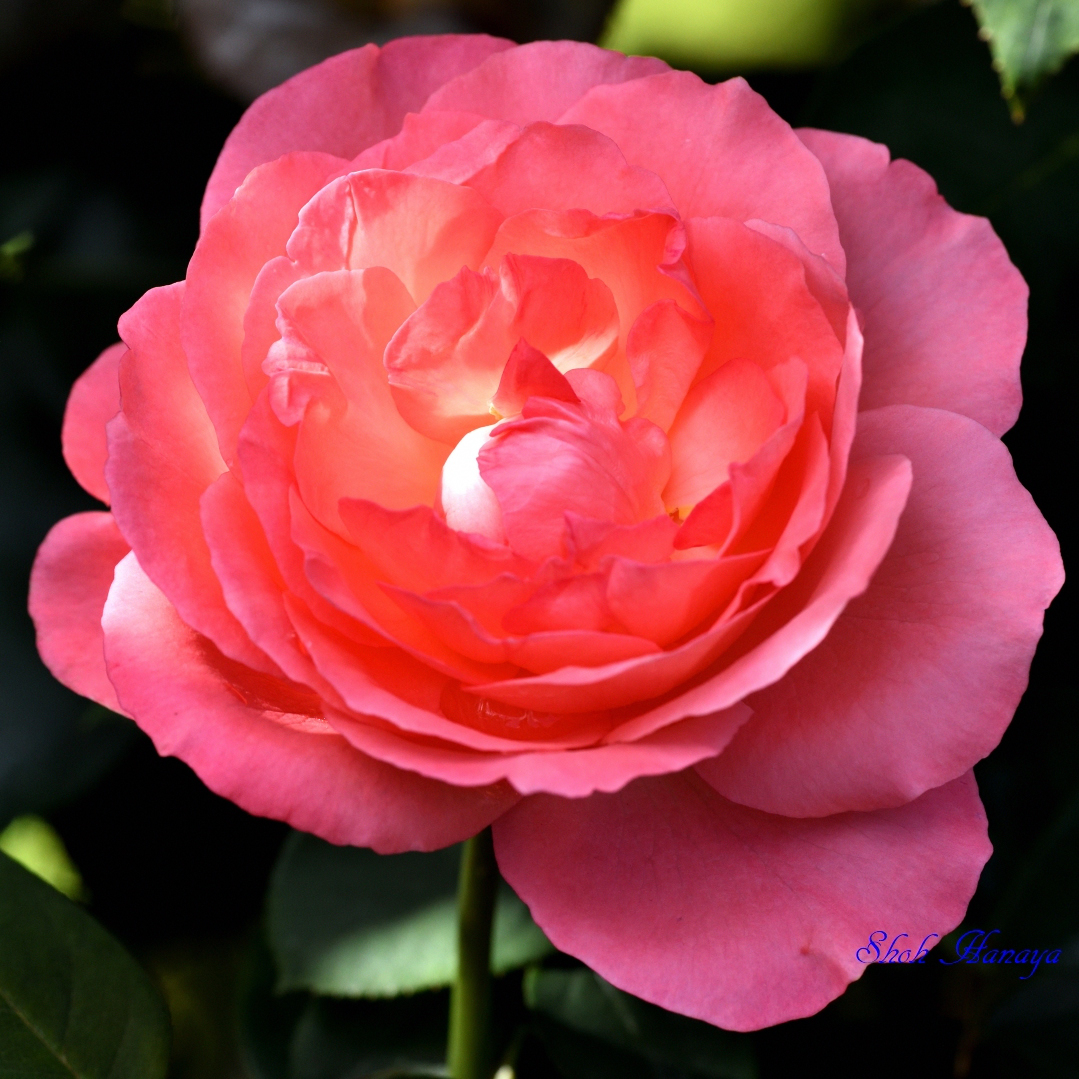 翔 Pink Panther ピンク パンサー Ht M L Meilland Keisei Rose Garden 京成 バラ園 秋バラ バラ Roses Flowers T Co T5ze3jubxz Twitter