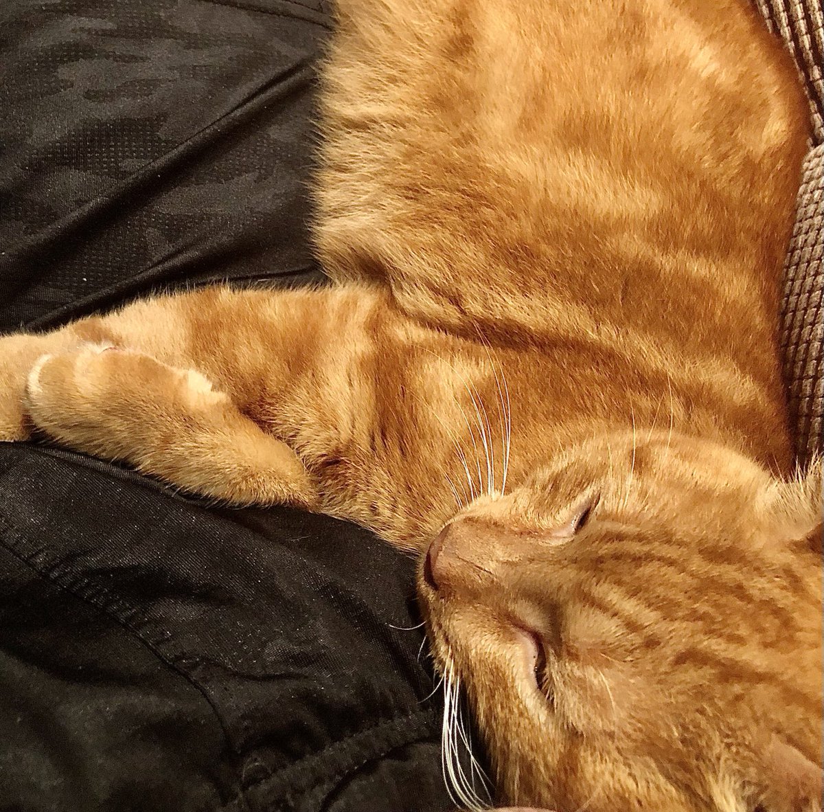 stevewright64's tweet photo. Baby, our soulful ginger cat, hugs me while I’m catching up on my reading during the holiday week off. I hope he can inspire me to do more memoir writing and personal essaying this year. #catsoftwitter #catinspiration #catsofwriters #memior #essay #newyearsresolution #catsof2021 https://t.co/s6lKH0ZakN