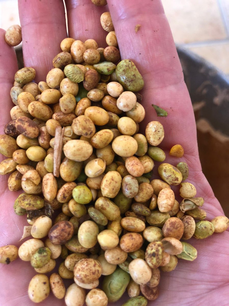 andreascordeiro's tweet photo. Padrão da soja que está sendo colhida e depositada nos armazéns de cooperativas, indústrias e cerealistas não região do extremo oeste do Paraná

 #soja #colheita #agro #cbot #safra https://t.co/dagAQLgtY4