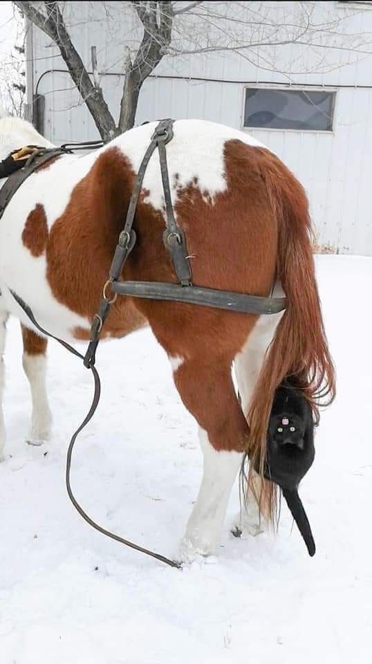 Тинкер порода лошадей усы. Розовая лошадь. Цыганский ваннер усы. Нелепость бывает как этот конь. Корова в розовом платье.