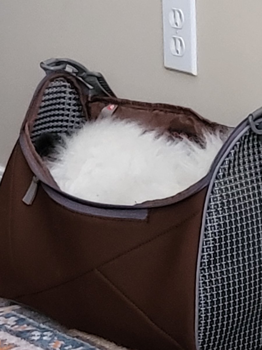 Millaclou's tweet photo. When you're mad at the world cause it's too cold outside #doginabag https://t.co/E5fWLI7ozP