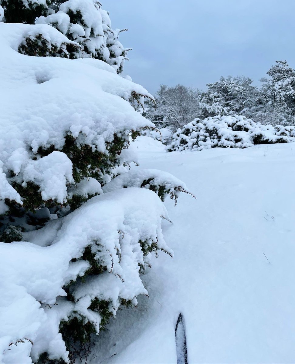 Idag åkte skidorna på! ❄️⛷🤍
#koster #längdskidor