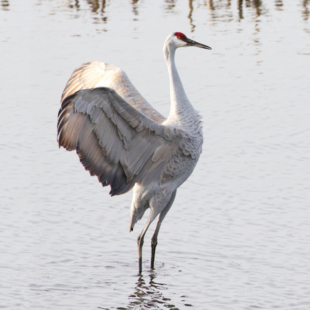 visitCAdelta's tweet photo. Did you know the Delta is a premier spot for bird watching in the winter? 

🐦🦅 🦢 🦆 🦉

Explore all the great birding locations, events, and activities at https://t.co/NbjhdQHIrT

#DeltaWinterWednesdays https://t.co/Uryxy6Ucq9