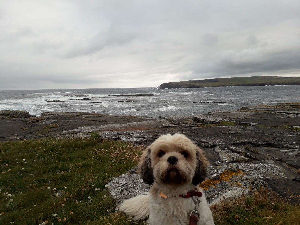 CostelloeKate's tweet photo. So today we said goodbye to this fabulous little pet, eleven years of wonderful memories💔 https://t.co/lKRrbem4qw