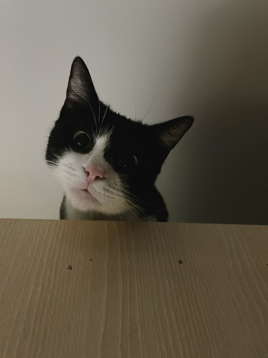 nikrecia's tweet photo. Miért úgy néz Marci, mintha most jött volna rá, hogy miatta halt meg Mufasa? https://t.co/OznJ82LstU