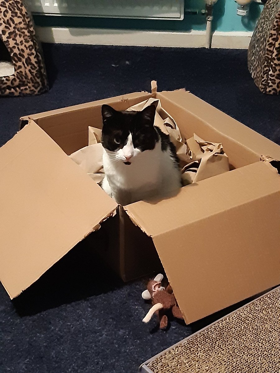 TizzyAndMenace's tweet photo. Today be my 7th gotcha day https://t.co/gNTdt21NHL