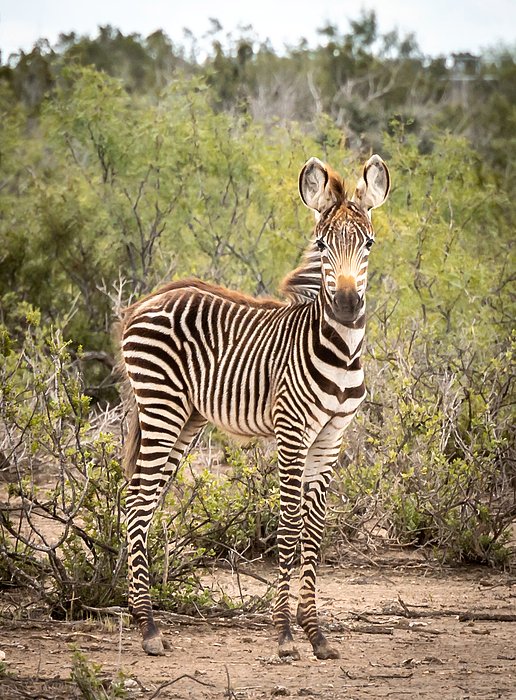 shargraphics's tweet image. New artwork for sale! - "Sporting the strips" - fineartamerica.com/featured/sport… @fineartamerica