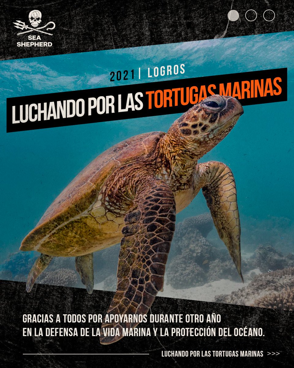 seashepherdarg's tweet photo. ¿Sabías qué, a pesar de que las tortugas marinas no son objetivo de la industria pesquera, 6 de las 7 especies de tortugas marinas están clasificadas como amenazadas o en peligro de extinción? 

#SeaShepherd #ForTheOcean #SeaTurtles https://t.co/88ZnpRoOWT