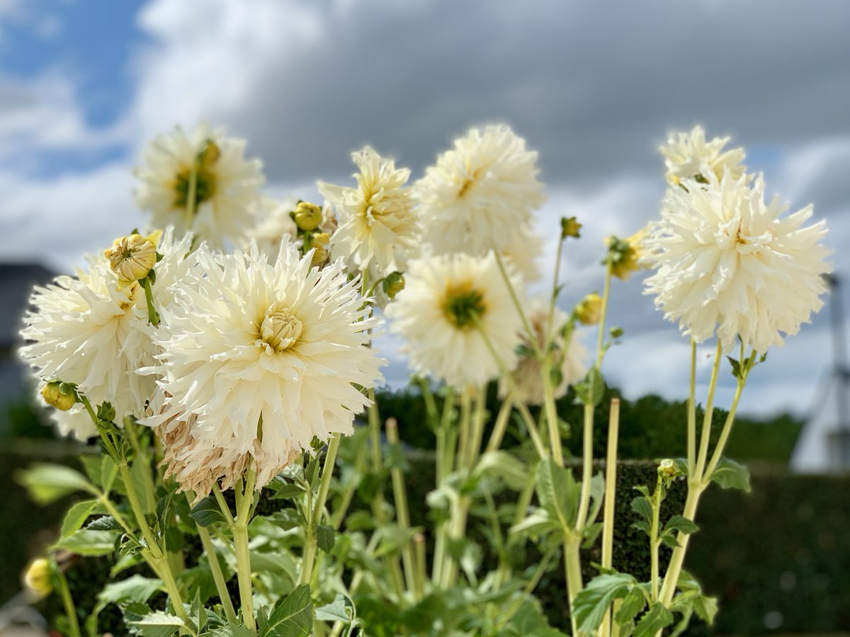 Frederick_M_'s tweet photo. Parce que protection de la #biodiversité face à la #6eExtinction🐝, parce qu'un #cerisier en fleur fait du bien dans un 🏥 après sa #2eDose, parce que j'aime la #Bretagne & veux la #protéger #agriculture, parce que je ne veux pas qu'elles🥀, #FolloForFlowersBack et #2022lecologie https://t.co/Mq50tBjD3O