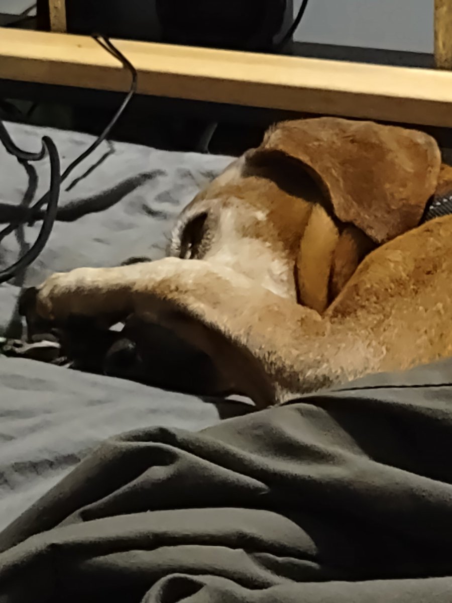 TsundereOwlBlue's tweet photo. I feel you Luna....I feel you #HumpDayVibes #dogs #DogsofTwittter #dontdeservedogs https://t.co/8oMJC3VC9i