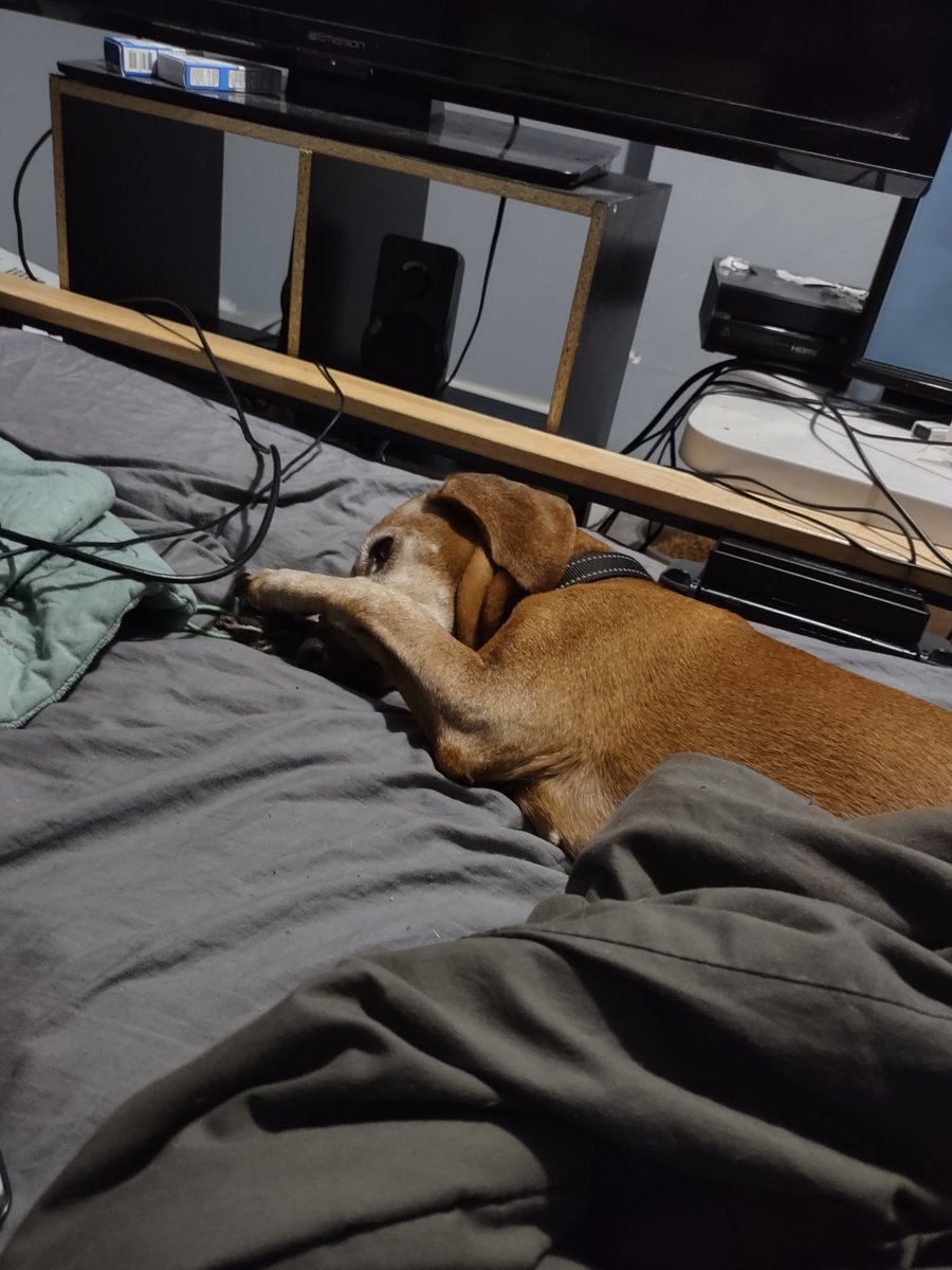 TsundereOwlBlue's tweet photo. I feel you Luna....I feel you #HumpDayVibes #dogs #DogsofTwittter #dontdeservedogs https://t.co/8oMJC3VC9i