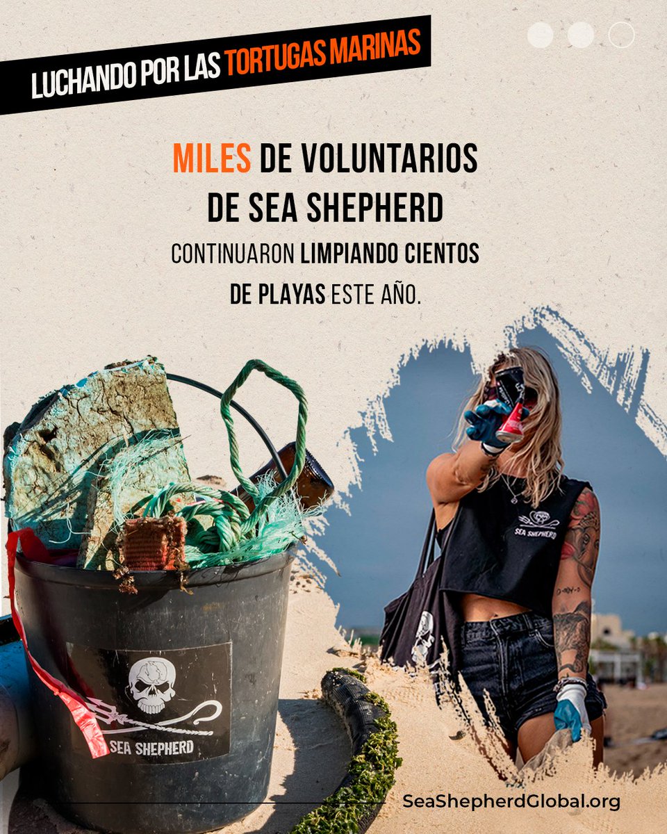 seashepherdarg's tweet photo. Una de las razones de su situación son los desechos marinos que contaminan las playas de todo el mundo - incluso en las islas más remotas y prístinas - donde las tortugas desovan, y que les impide volver de forma segura al mar, atrapando a madres y crías por igual. https://t.co/oavPQFHdEv