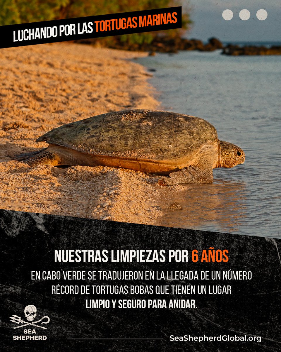 seashepherdarg's tweet photo. Una de las muchas maneras en la que Sea Shepherd está protegiendo a las tortugas marinas es mediante la limpieza de playas donde anidan, retirando las artes de pescca, plásticos y otros desechos marinos que llegan cada día con las olas y mareas.  ✊ 

#SeaShepherd #ForTheOcean https://t.co/ggXFPsiDJS
