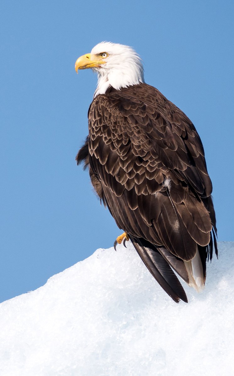 In winter, bald eagles can be seen perched in a high tree or open uplands with open water for fishing nearby.  They take their prey live, fresh, or as carrion. Photo: Federico Artusi #WildlifeWednesday