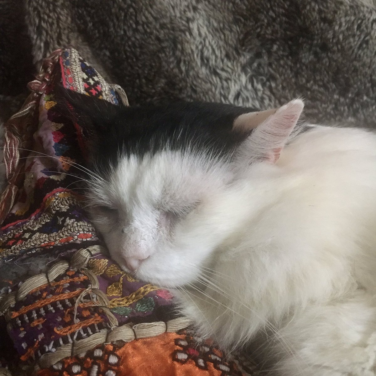 All the Christmas celebrations were so tiring! Glad my humans prepared this comfy chair for me to have a rest! 😴😸💞 #Cats #FIV #LarryFanClub #AdoptDontShop #WhiskersWednesday