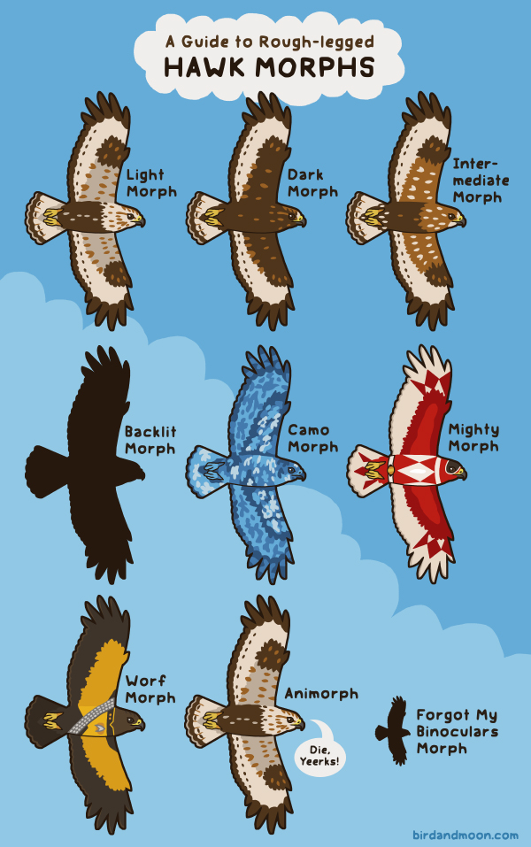 Guide to rough-legged hawk morphs! Repost of an older comic since it's rough-legged season again.
birdandmoon.com/comic/hawk-mor…