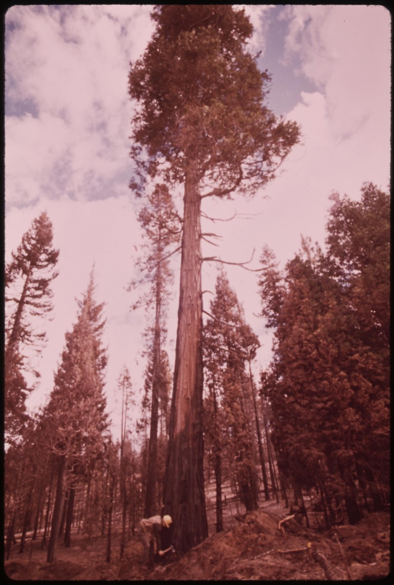 GUEST POST: Brilliant stuff from <a href="/wavingcloud/">Clare P 🌥 🌻</a>. The value of woods to mental health is £185m. She lifts the lid on the work that went in to calculating this: 
danslee.co.uk/2021/12/29/gue… #pr #comms #evaluation #cipr