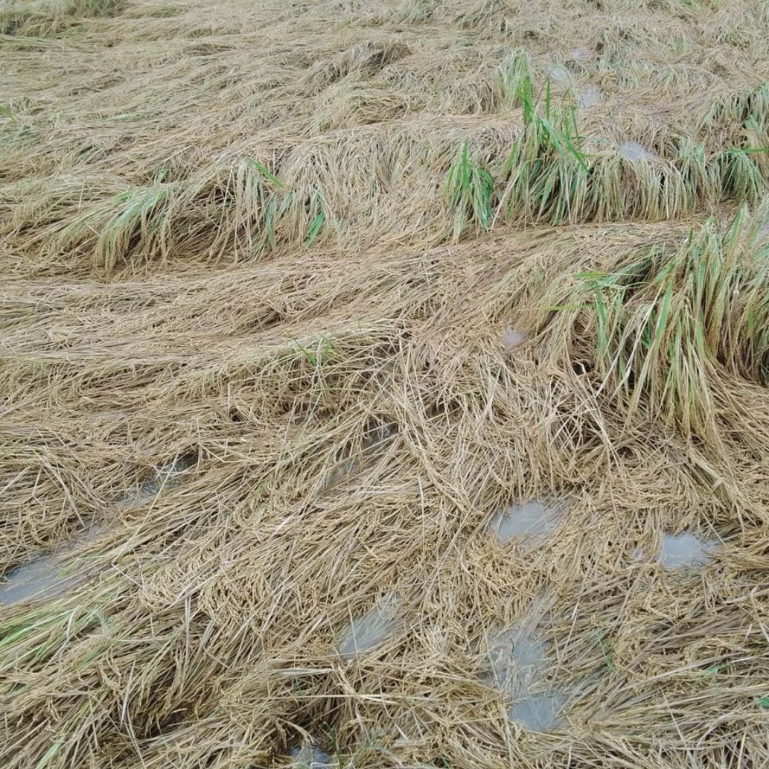 mpa_campesinato's tweet photo. #PerdaTotal | Por falta de máquinas, rizicultores perdem safra de arroz atingida por fortes chuvas em Sergipe
📲 Leia mais em nosso site https://t.co/IcpJqPAg8Q ou acesse: https://t.co/syRtYo1sRa
#BolsonaroVagabundo #SOSBaixoSãoFrancisco #SOSBahia #SOSMinasGerais https://t.co/iLjXnTjAKB