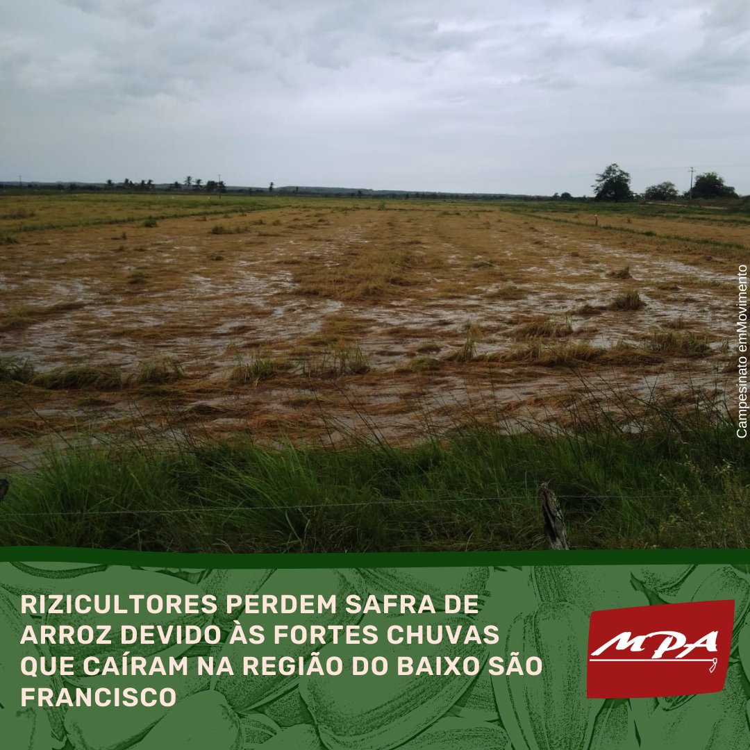 mpa_campesinato's tweet photo. #PerdaTotal | Por falta de máquinas, rizicultores perdem safra de arroz atingida por fortes chuvas em Sergipe
📲 Leia mais em nosso site https://t.co/IcpJqPAg8Q ou acesse: https://t.co/syRtYo1sRa
#BolsonaroVagabundo #SOSBaixoSãoFrancisco #SOSBahia #SOSMinasGerais https://t.co/iLjXnTjAKB