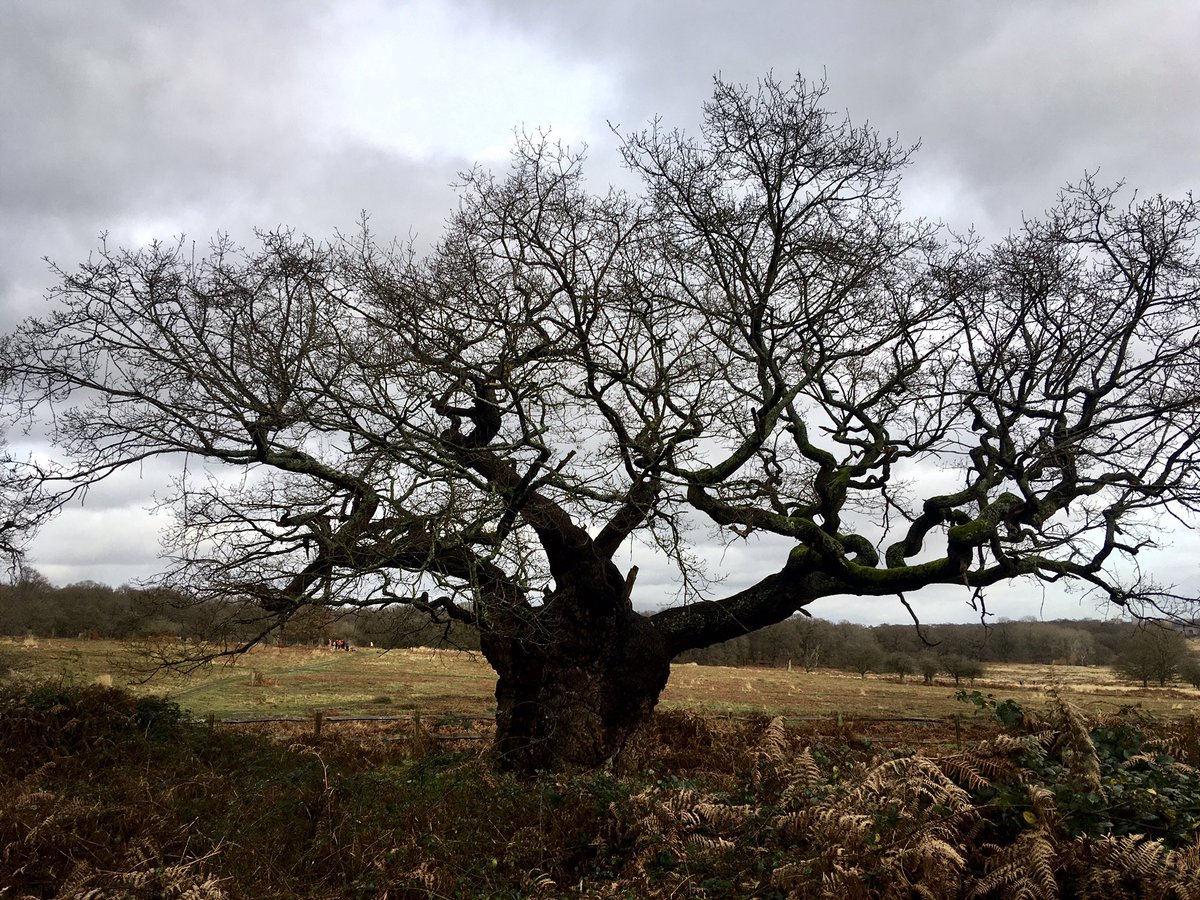 I hope I look this good when I am 750 #ancientttrees #oak #veteran