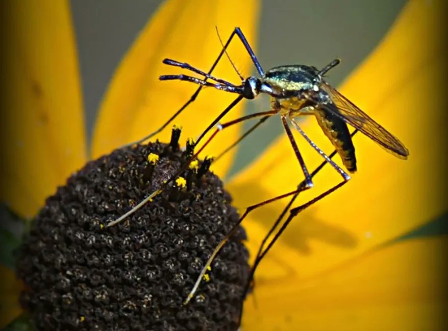 getbzigo's tweet photo. Meet the most peaceful #mosquito species yet: the elephant mosquito never bites humans, instead their larvae attack other mosquito larvae as they help us out by devouring the biggest threat to humanity. 

https://t.co/vfVLg4DrPQ https://t.co/ttyP72MNTl
