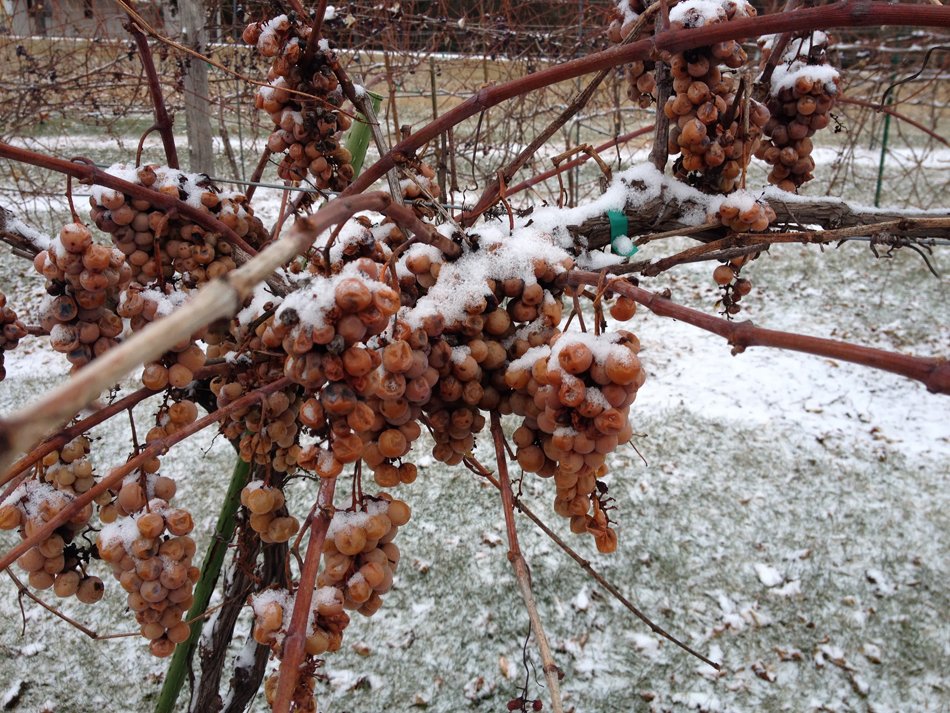 Sampson Valley Vineyard harvests cold climate grapes throughout Wisconsin’s harshest season

citypagesgreenbay.com/a-grapes-winte…