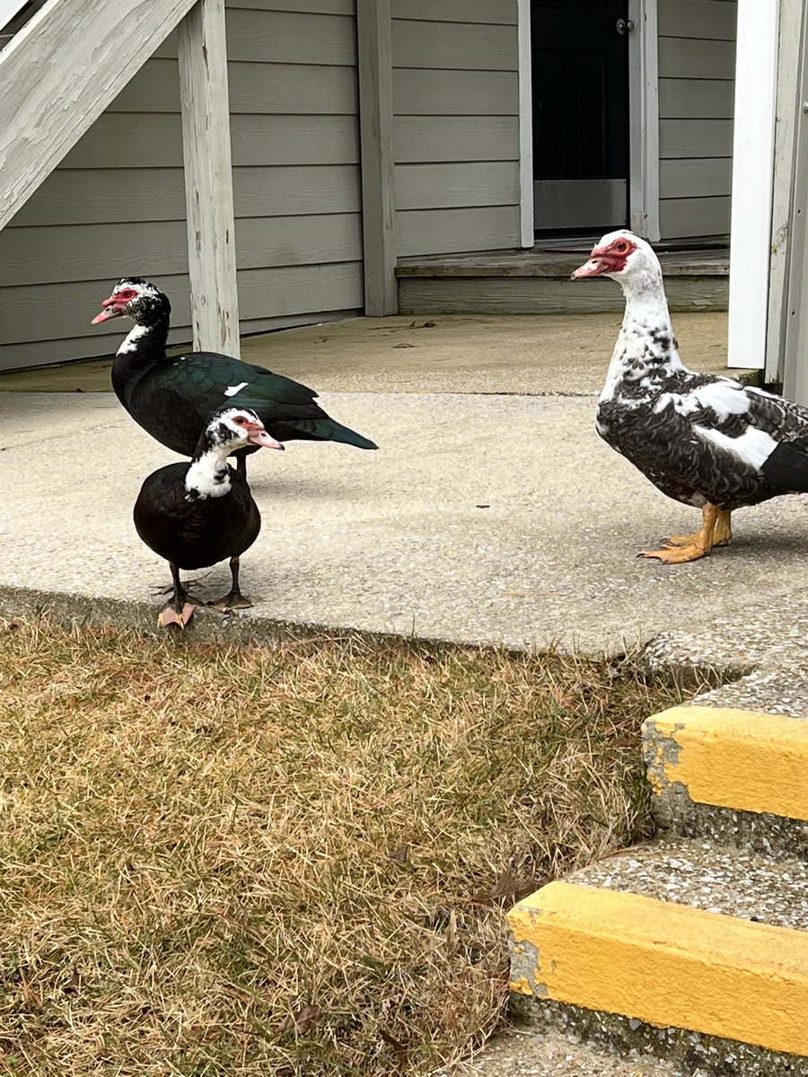JoscheStation's tweet photo. @JaseDuckman do you know what species of duck/goose this is ?? https://t.co/3fmLp00Cx8
