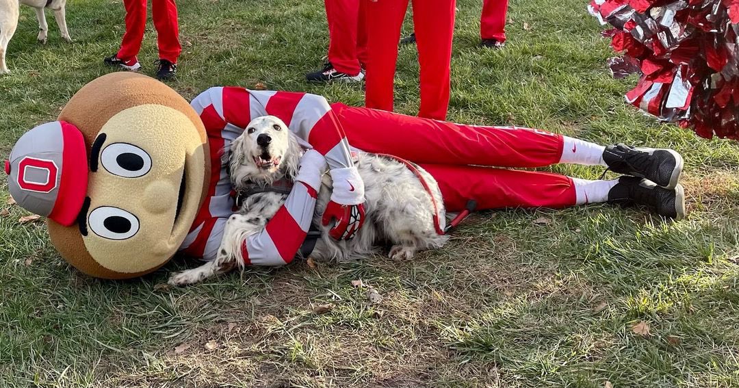 OhioState's tweet photo. 'Tis the season for snuggles. 🥰

📸: buckeyepaws (IG) https://t.co/EVgjwFMwdX