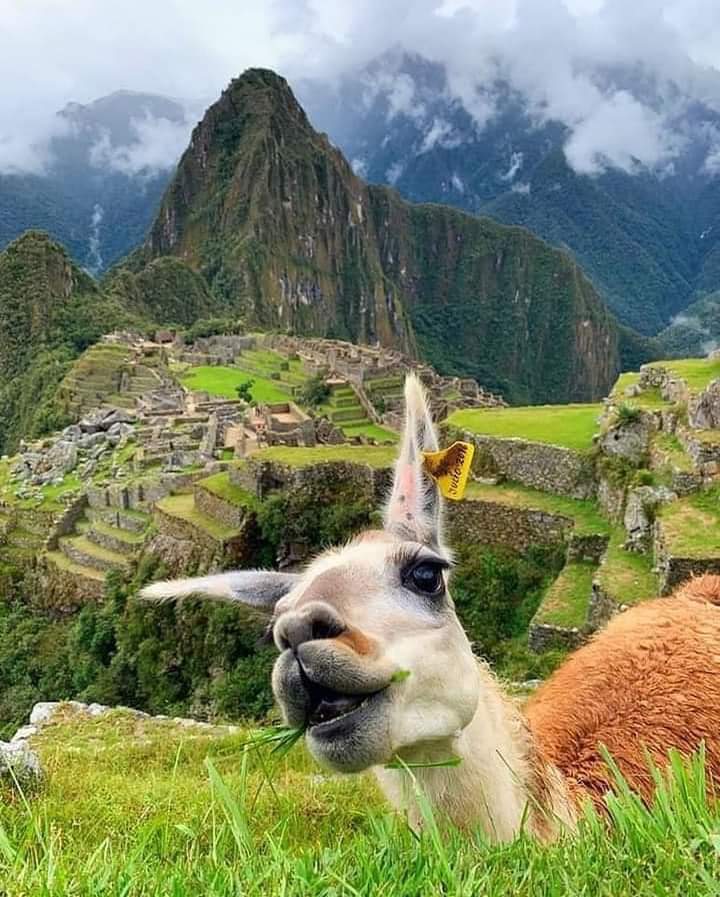 ValichaT's tweet photo. 🌐 https://t.co/lEVj61Uk3Y
✅ Whatsapp:
✅   +51 936 066 019
✅   +51 978 656 567  #Vídeo
#MachuPichu #Viajes #Turismo #Peru #Experiencias #Turismocusco  #Cusco #Trekking #safetravels #vacaciones #Boletos #Viajes #Experiencias #Citytour #Trekking #Sol #Aventuras # #DestinoSeguro https://t.co/zEL8T1zGEr