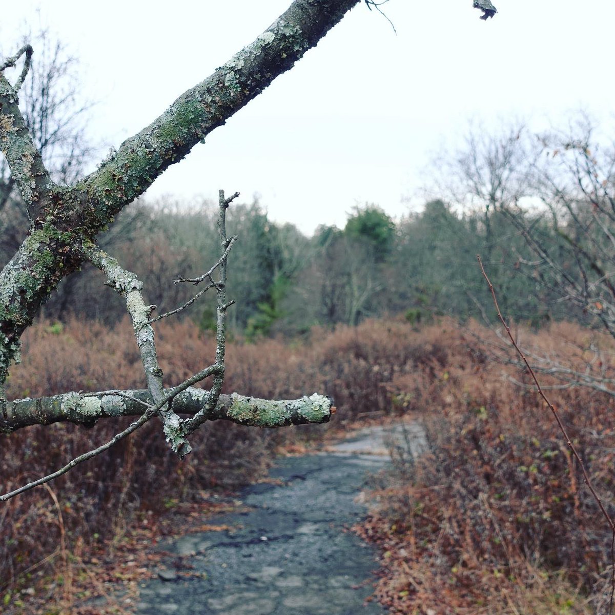 JenPalko's tweet photo. Skillman Park (formerly Skillman Village)
#roadstonowhere #chimneyinthewoods #abandoned #ominoustrees https://t.co/DuQfNBwc4y