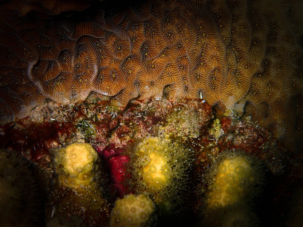 I think Agaricias will never become best friends with yellow pencil corals, Madracis auretenra.😅