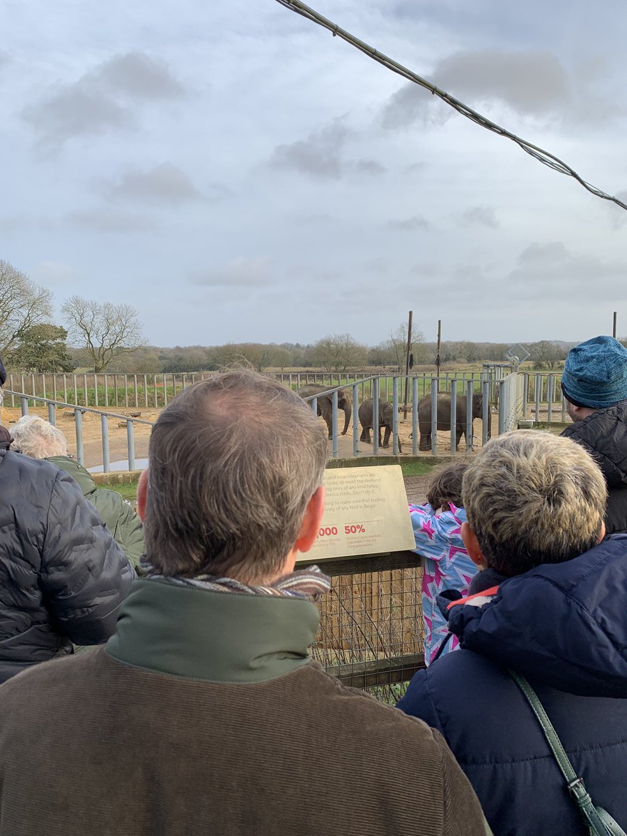 GoldenYearsShow's tweet photo. Producer Ian looking at some Asian Elephants. #ProducerIanLookingAtThings https://t.co/gMhWZ27XIa