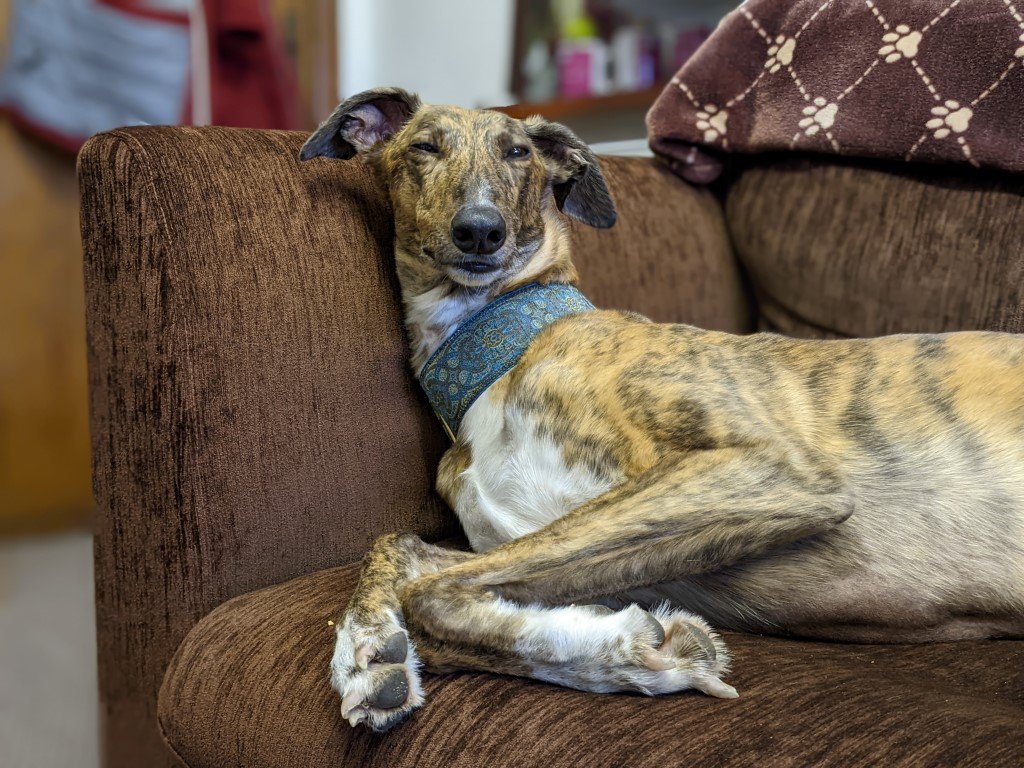 richardlittleda's tweet photo. #smugdog will see you now #Ginny https://t.co/co1Fpvnqp3