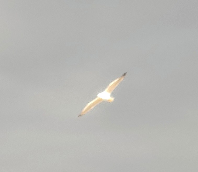 זו לא תמונה מאוד טובה, אבל אף פעם לא ראיתי שחף באבן גבירול.