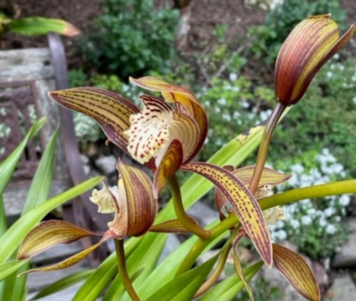 sforchidsociety's tweet image. Cymbidium tracyanum, from SFOS member Vincent Pietromartire