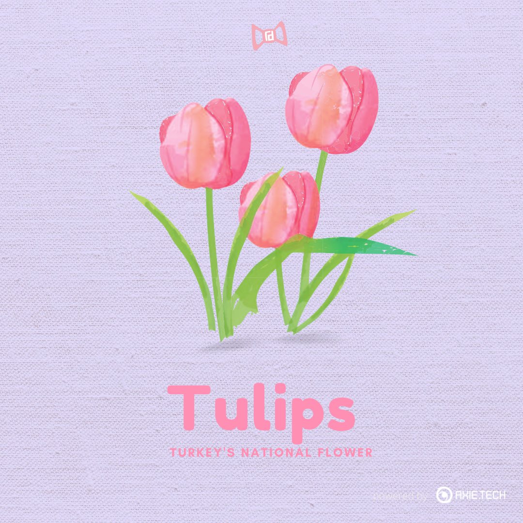 delightaxie's tweet photo. It's ✨ #TurkishThursday ✨ once again, refreshing your feed with another Turkish trivia! 🍃

Tulips is Turkey's national flower. It represents perfect and deep love.

During summer, Turks celebrates Istanbul Tulip Festival wherein 3 million tulips, in 90 varieties are displayed! https://t.co/7a6M5ZVh0U