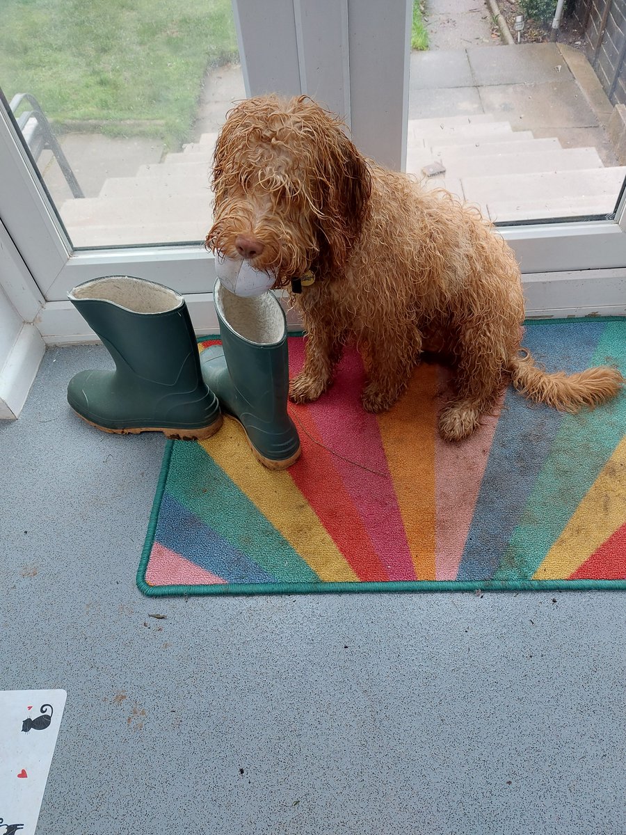 kimba1801's tweet photo. It was wet...I didn't want to go out....but I found my new favourite toy #ItsADogLife #cockapoo https://t.co/oIfD4WJTTH