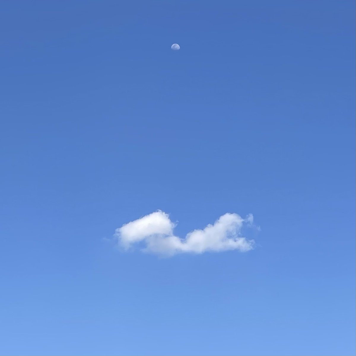blue—summer tweet media