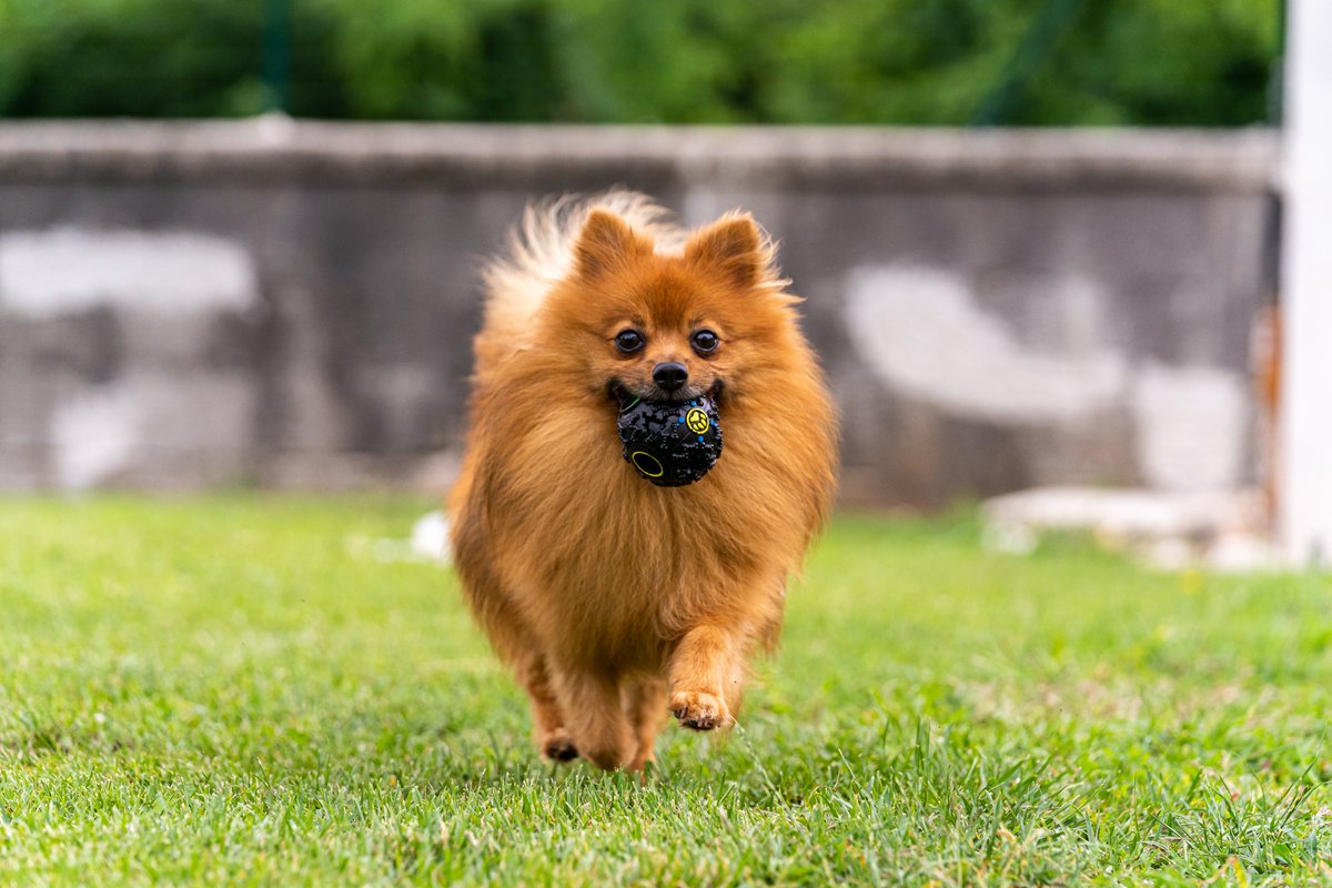 dayinn3's tweet photo. 👉Link🐾 https://t.co/4W3N1mCzP6
Dieci doversi tipi di giocattoli adatto per animale domestici, aliti freschi inoltre i giocattoli può alleviare la noia e la pressione del cane, non devi più preoccuparti che il cane morda i mobili, pantofole ed i tessuti. 🔥🐾🐕🐾🔥 https://t.co/xKiFkCZFoW