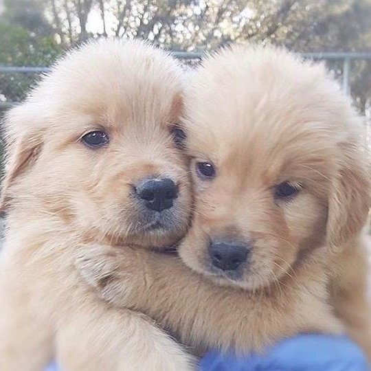seungmopuppies's tweet photo. https://t.co/AJx46K7w3Q