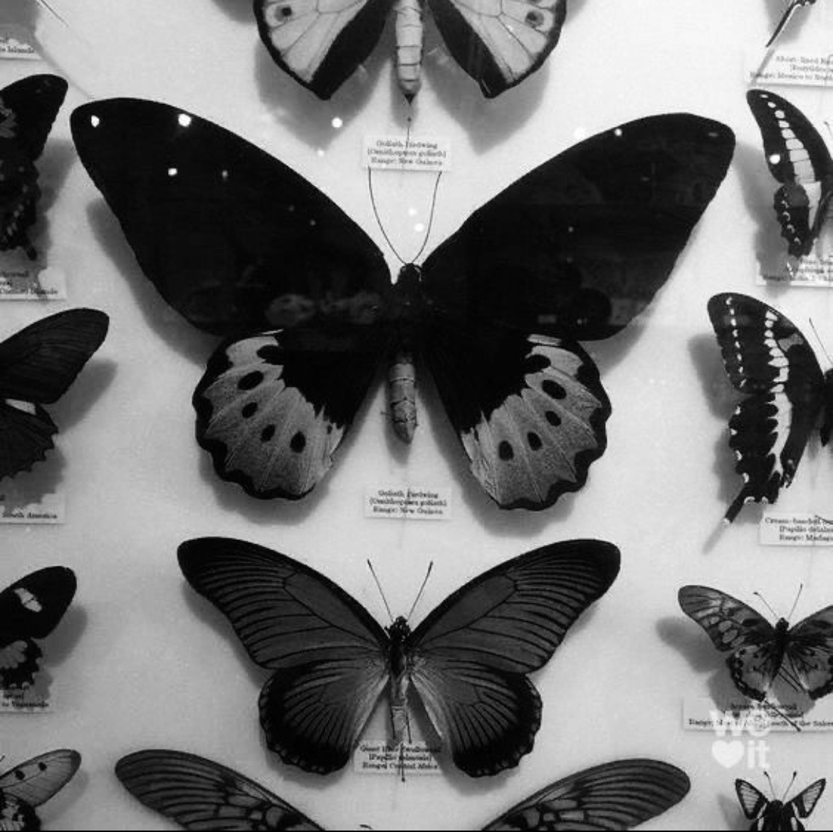 . “If nothing ever changed, there would be no such things as butterflies.”