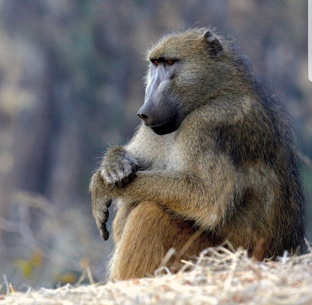 theoldroydfiles's tweet image. If you fancy a post Xmas dose of natural history, my latest series is on #SkyShowcase channel right now. Gangs of Baboon Falls - 5x episodes across 29th &amp;amp; 30th &amp;amp; streaming on #SkyNature too. Made with the very talented teams at @truetonatureuk @skytv &amp;amp; Victoria Falls Productions.